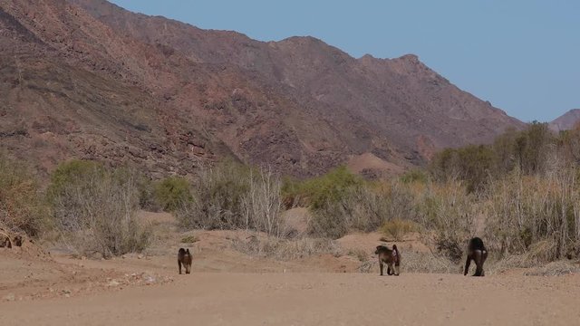 Baboon Monkeys walking on road in Namib Desert landscape near Orange Oranje river, Namibia South Africa border
