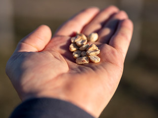 Close-up image of roasted peanuts in man's hand. blurry background