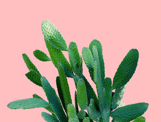 Opuntia cactus. Creative layout. Minimal style still life.