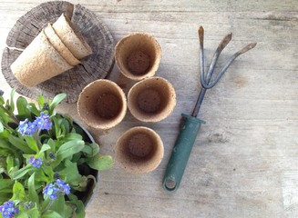 jardinage de printemps,pots ,outil, et myosotis 