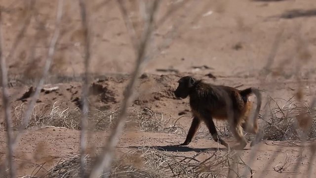 Baboon Monkeys walking on road in Namib Desert landscape near Orange Oranje river, Namibia South Africa border
