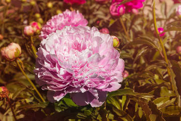 Beautiful and charming peonies on a warm summer day in the park, with warm rays from the sun. Floral background.