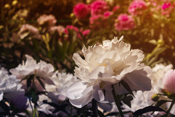 Beautiful and charming peonies on a warm summer day in the park, with warm rays from the sun. Floral background.