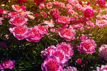 Beautiful and charming peonies on a warm summer day in the park, with warm rays from the sun. Floral background.