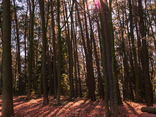 Obraz premium Wonderful early Spring Bavarian Forest Walk to reload batteries