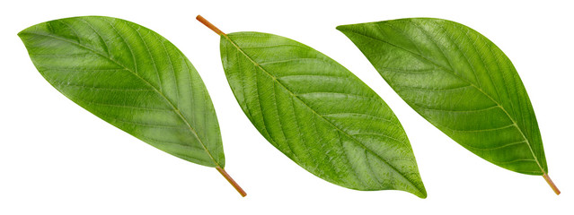Nut leaves Clipping Path