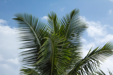 Fototapeta premium Hawaii