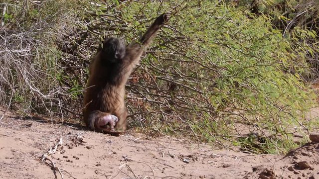 Baboon Monkeys eating on road in Namib Desert landscape near Orange Oranje river, Namibia South Africa border
