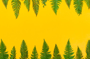 Tropical summer background, green fern leaves on bright yellow background top view flat lay copy...