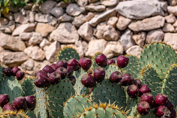 Feigenkaktus Opuntia mit vielen dunkelroten essbaren Früchten
