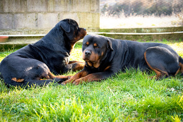 Amazing great watchdogs guarding their territory lying in the garden. Beautiful rottweilers...