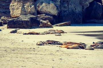 Seals basking out in the sun on sand beach