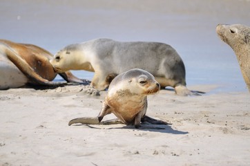 Nursing Seal and other baby seal on sandy beach