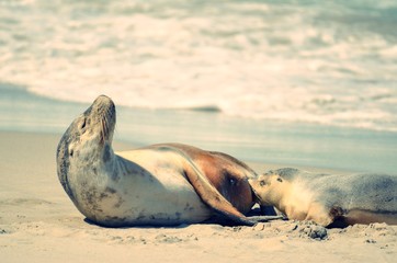 Fototapeta premium Mother and baby Seal on Kangaroo Island Australia. 