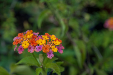 orange, red, yellow flower, lantana