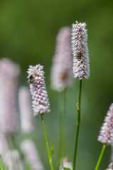 white flower, fly, narrowleaf plantain