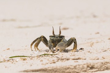 Closeup view of crab on white sand in Zanzibar