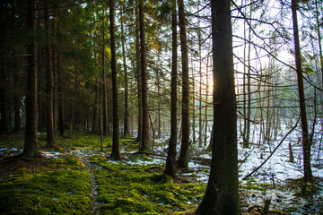 morning in the forest