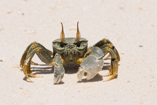 Crab with big chela
