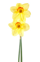 Two yellow daffodil isolated on a white background, spring flowers.