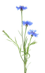 Blue cornflower herb or bachelor button flower isolated on white background