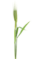 Obraz premium Green ears of wheat isolated on white background