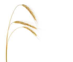 Ears of rye isolated on a white background