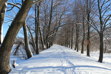winter landscape with trees and road in winter