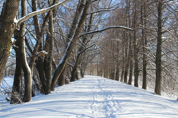 road in winter forest