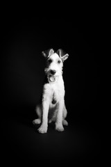 Wire fox terrier in the studio in monochrome