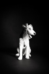 Wire fox terrier in the studio in monochrome