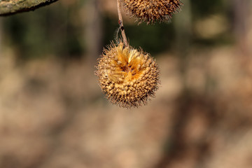 Gewöhnliche Platane Frucht