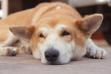 Sleeping brown dogs on the cement floor.