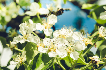 apple tree branch in bloom/Spring flowers. Beautiful Orchard. Spring holidays background. Springtime