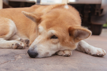 Sleeping brown dogs on the cement floor.