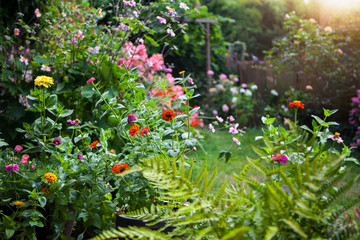 Garden in summer in full bloom