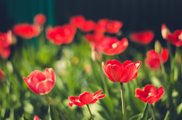 field flowers red tulip. Beautiful nature scene with blooming tulip/Summer flowers. Beautiful meadow. Summer background