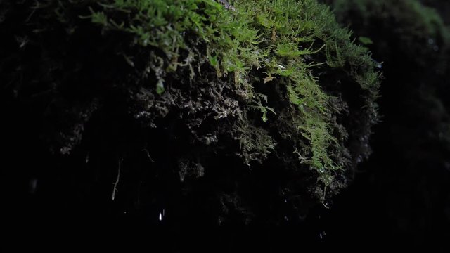 Water droplets falling from moss in slow motion