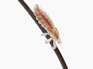 3d rendered illustration of a head louse