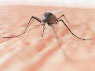 3d rendered illustration of a mosquito