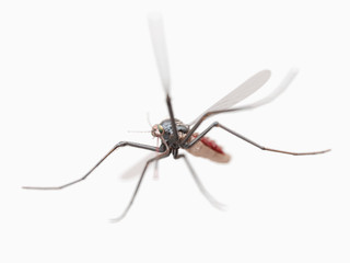 3d rendered illustration of a mosquito