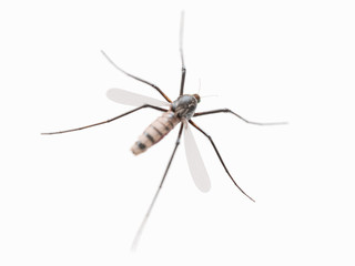 3d rendered illustration of a mosquito