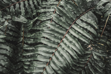 Spring greens in the botanical garden.