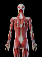 3d rendered illustration of the complete male anatomy