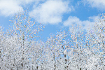 Snow Covered Trees in Winter Forest