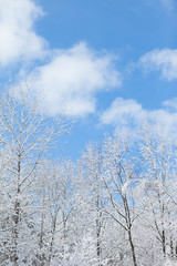Snow Covered Trees in Winter Forest