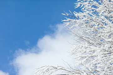 Snow Covered Branches with Blue Sky