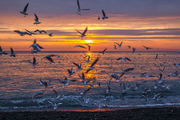 sunset on the sea with seagulls