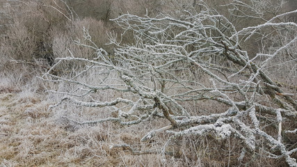 Frost on the grass in the forest.abstract background