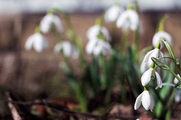 White spring flowers-snowdrops, flowering, background, season